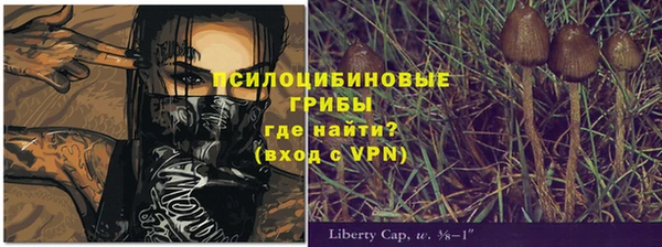 прущие грибы Новозыбков