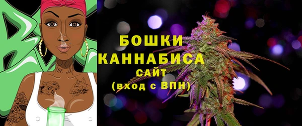 прущие грибы Новозыбков